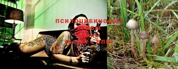 прущие грибы Абинск
